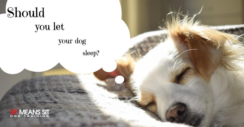 Should I Let My Dog Sleep?